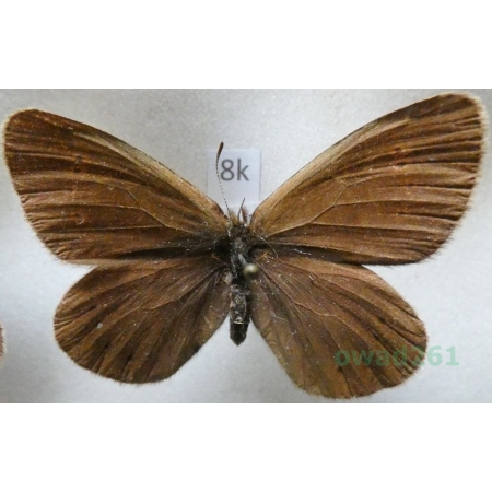 Erebia meta Staudinger, 1886 Kyrgyzstan8k